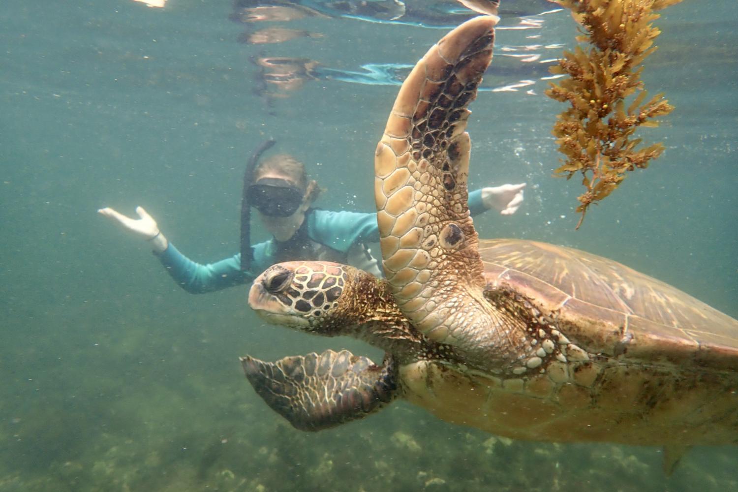 一名<a href='http://pq.ticket-company.net'>博彩网址大全</a>学生在Galápagos群岛游学途中与一只巨龟游泳.